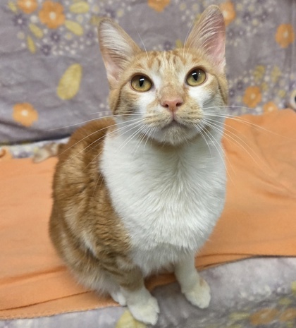 Photo of Nugget