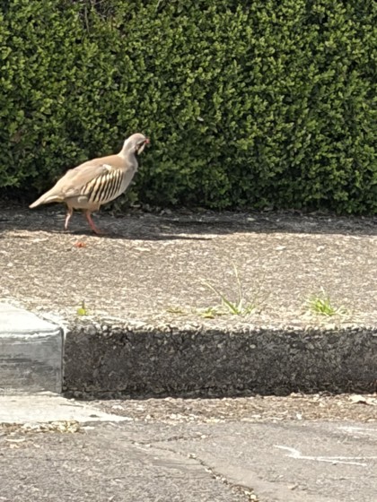 View This Bird Photo #2