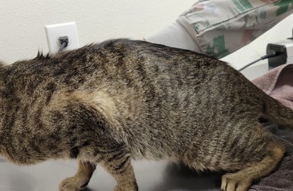 View Greta the Cat Photo #3