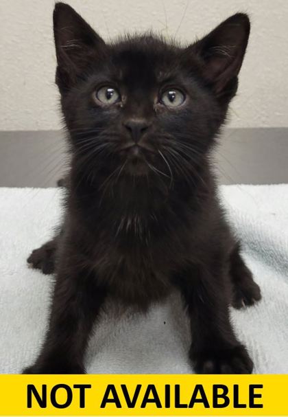 Help Rehome This Cat Portobello
