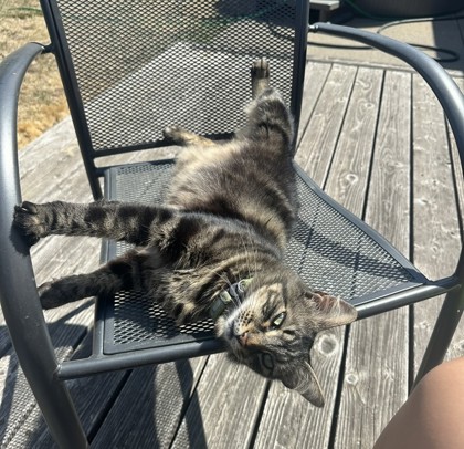 View Zeke the Cat Photo #2