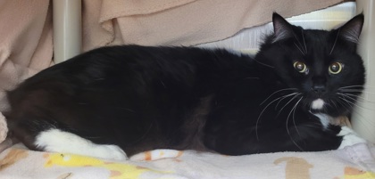 View China the Cat Photo #3