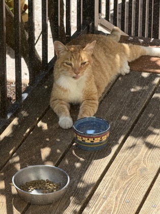 View This Cat Photo #2