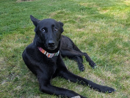 View This Dog Photo #2