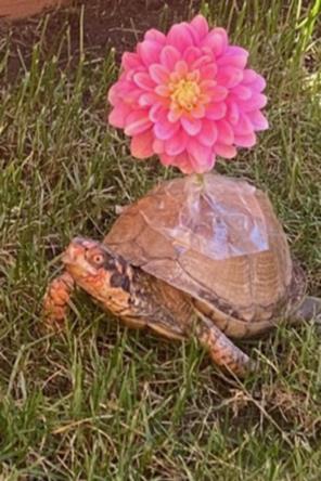 Tippy
