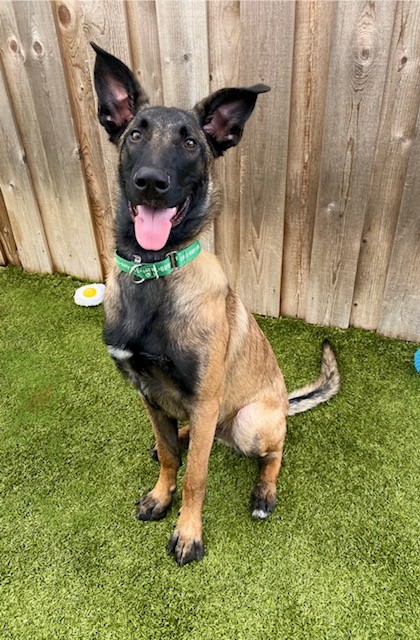 View Mr. Roboto the Dog Photo #2