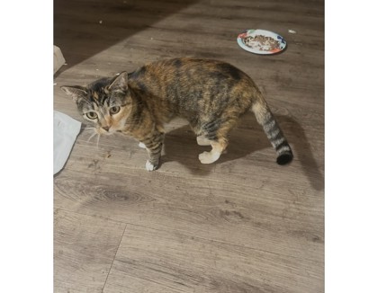 Missy