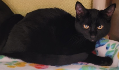 View Moonlight Sonata the Cat Photo #2