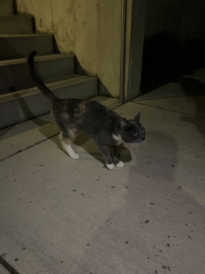 View This Cat Photo #2