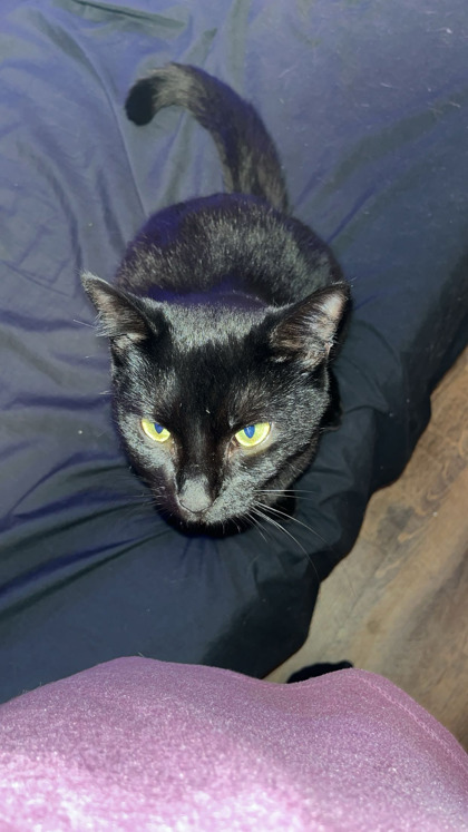 View Acacia | Pumpkin the Cat Photo #2