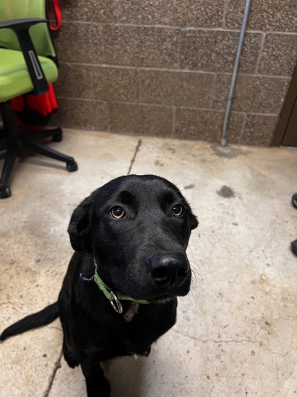 View Una the Dog Photo #2