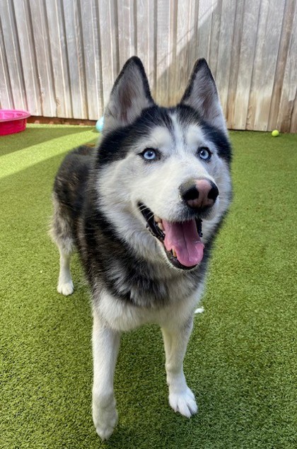 Photo of Nanook