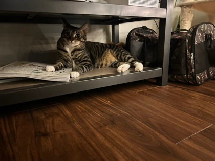 View Peewee the Cat Photo #3