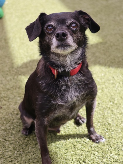 Jackson, adoptable senior Chihuahua, Short Coat/Mix
