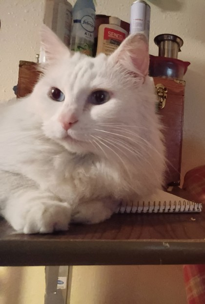 Have You Seen Willow? Willow