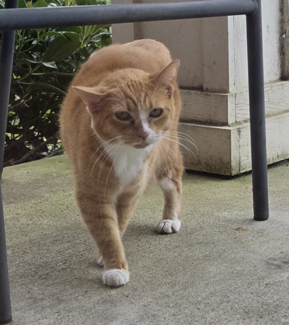 View This Cat Photo #2