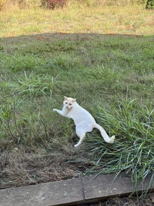View This Cat Photo #2