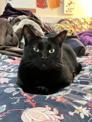 View Juniper the Cat Photo #2