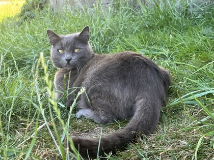 KitKat