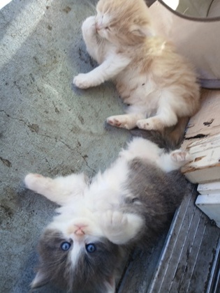 View Ashton the Cat Photo #2
