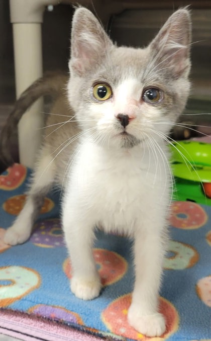 Photo of Chao