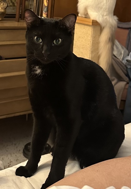 View Olive the Cat Photo #2