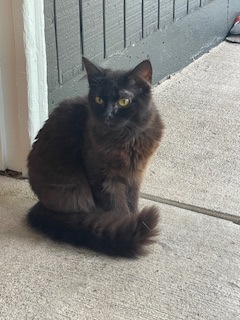 View This Cat Photo #2