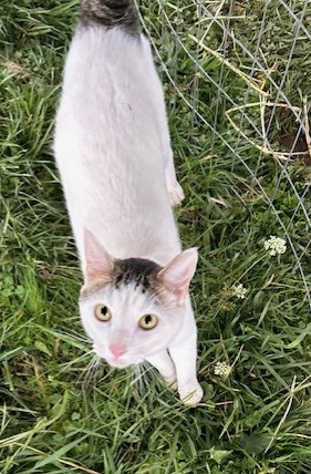 Olaf