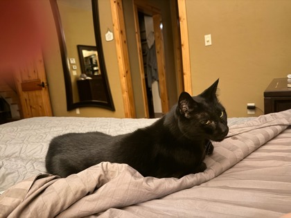 View Thomas Riddle the Cat Photo #2