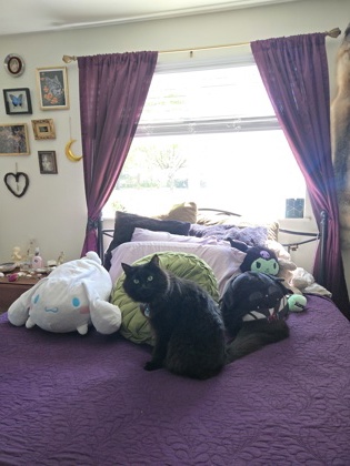 View Loki the Cat Photo #3