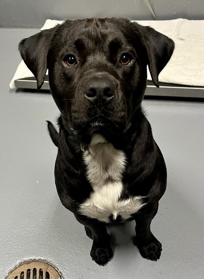 View Max the Dog Photo #2