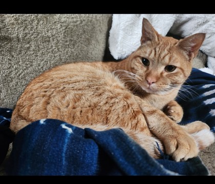 Have You Seen Peach? Peach