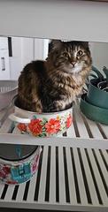 Have You Seen Ellie? ellie