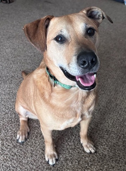 View Wesley the Dog Photo #2