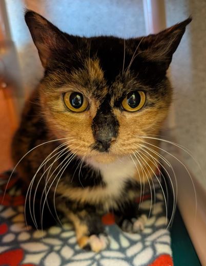 View Daffodil the Cat Photo #2