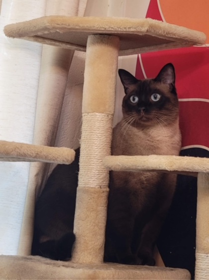 View Kenji the Cat Photo #2