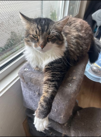 Simon