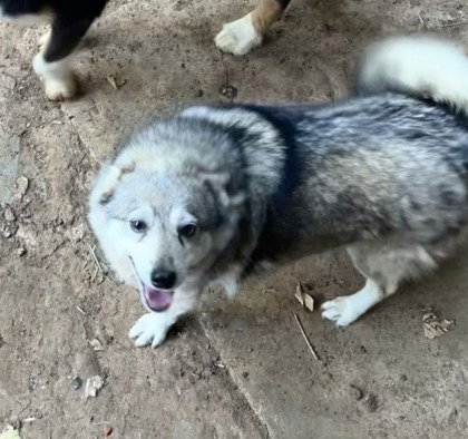 Have You Seen Timber? Timber