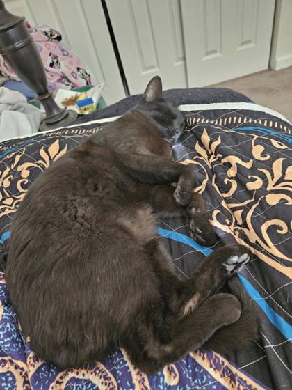 Prissy
