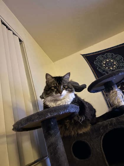 View Simon the Cat Photo #3