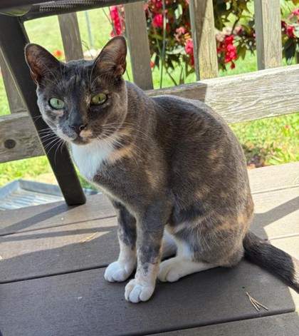 Have You Seen Sofie? Sofie
