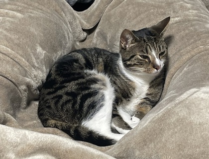View Willie the Cat Photo #2