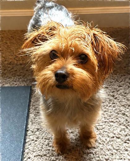 Luca