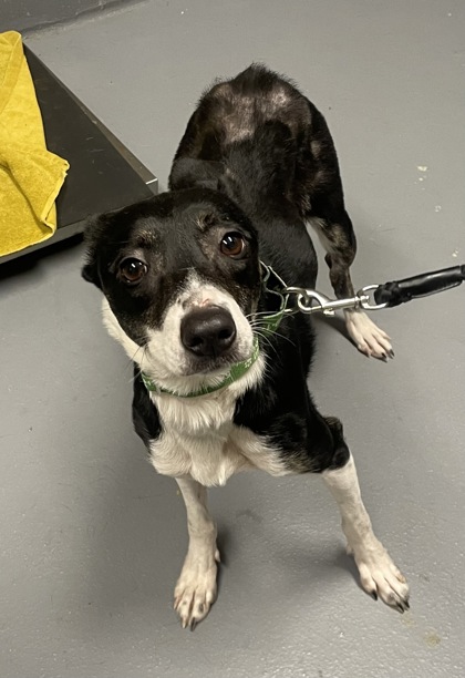 View Fizz the Dog Photo #2