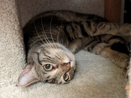 View Cracker the Cat Photo #2