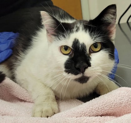 View Sweet Pea the Cat Photo #3