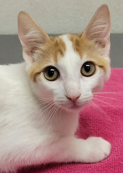 View Opal the Cat Photo #2