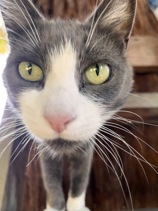 View Bb the Cat Photo #2