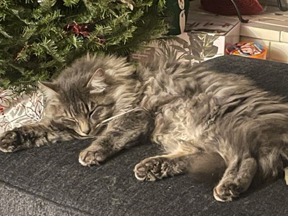 View Theo the Cat Photo #2