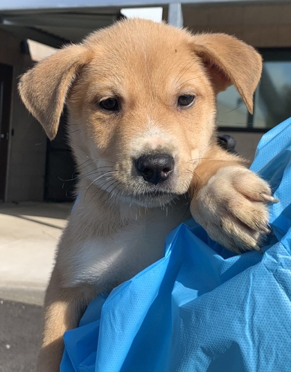 Bark in the Park 2023 - Greenhill Humane Society